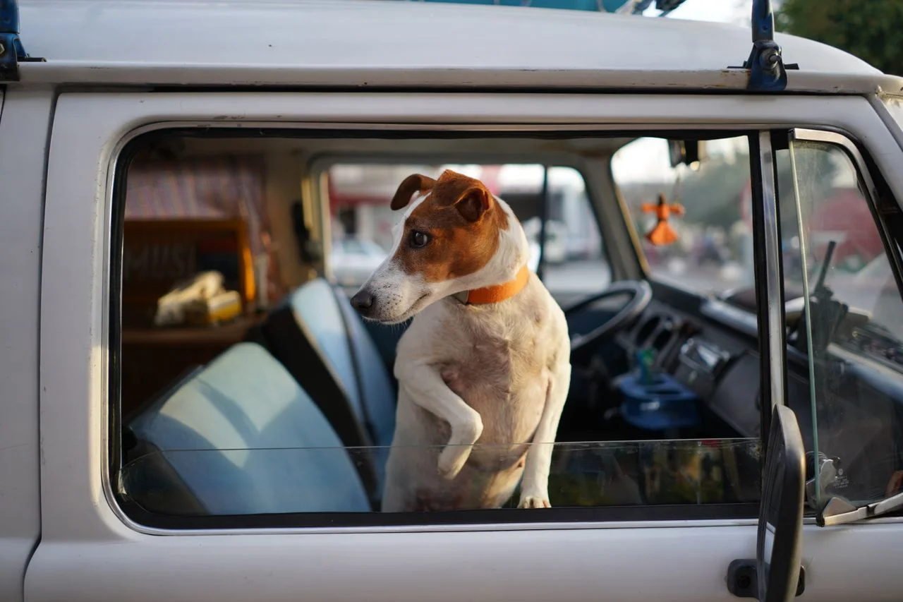 Should You Stop When Traveling With a Dog